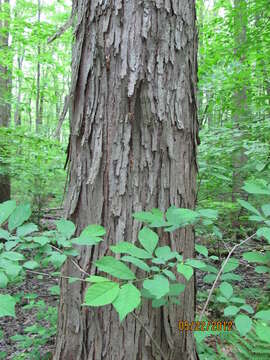 Image of northern spicebush