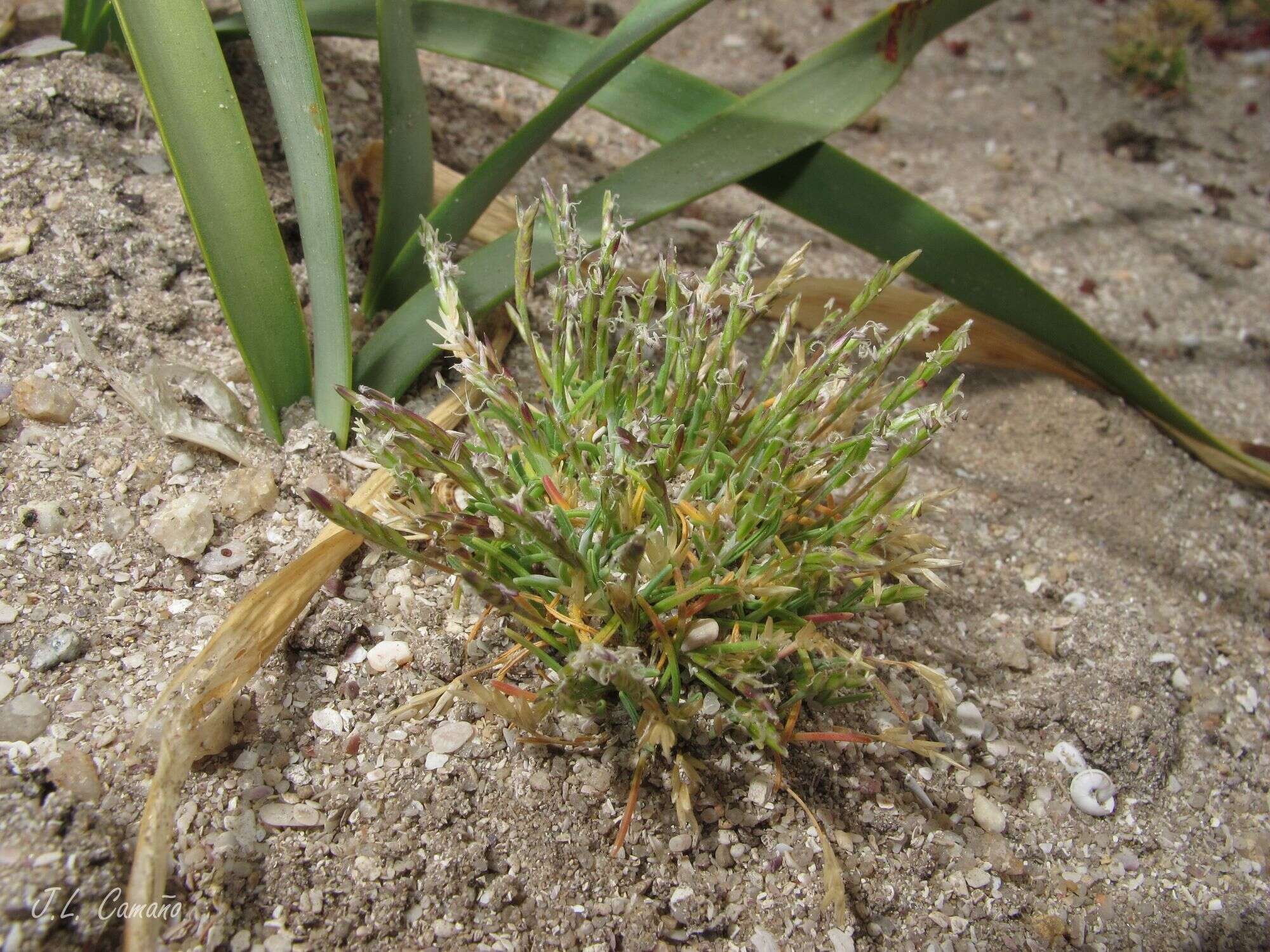 Image of early sand-grass