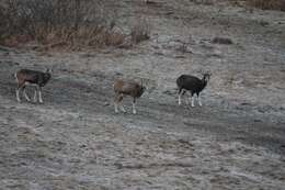 Image of European mouflon