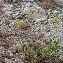 Image of sulphur-flower buckwheat