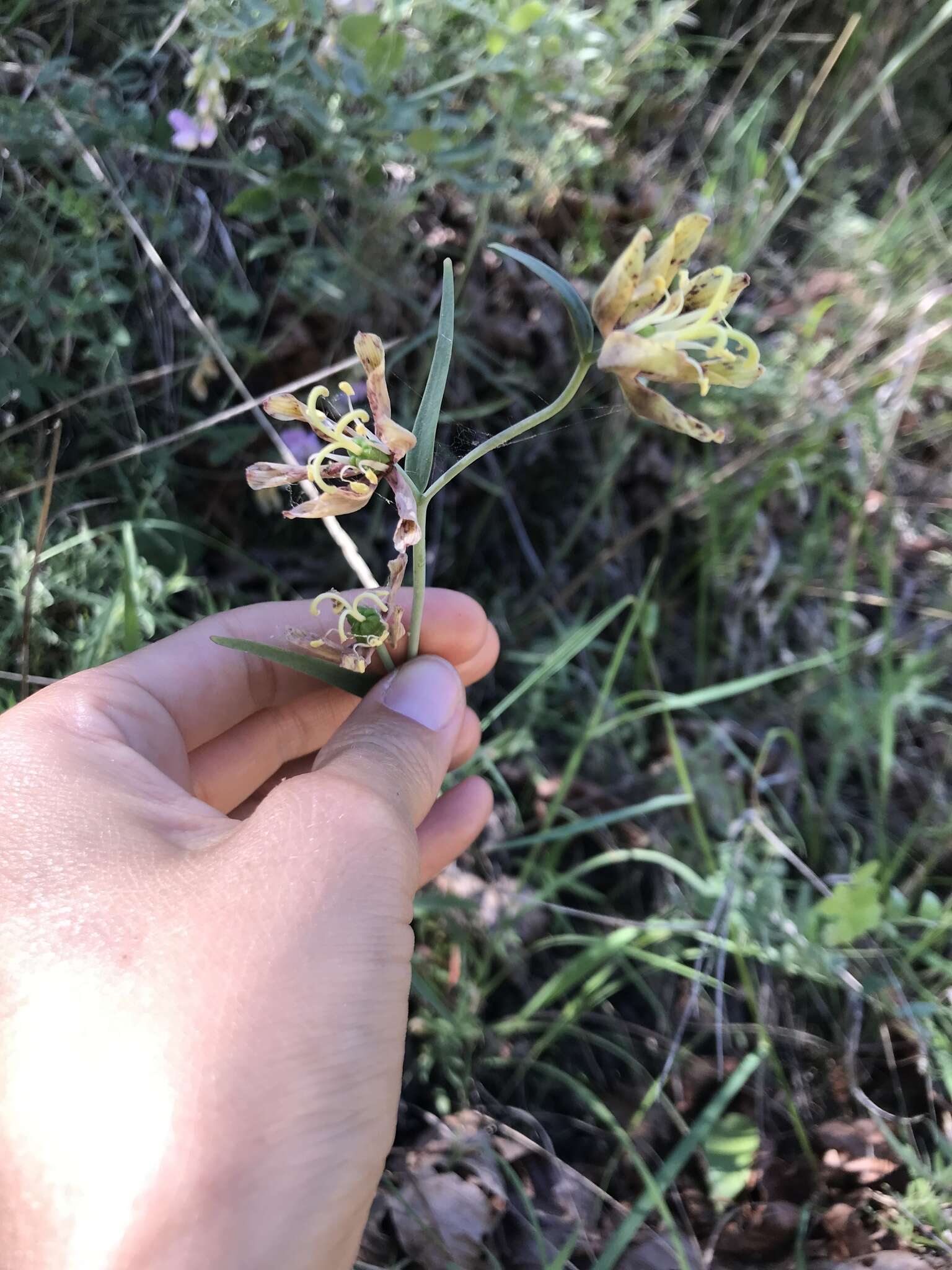 Image of Ojai fritillary