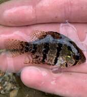 Image de Enneacanthus chaetodon (Baird 1855)