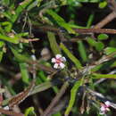 Image of Parsonsia capsularis var. rosea (Raoul) Ckn.