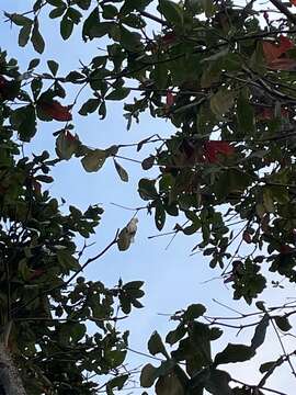 Image of Goffin's Cockatoo