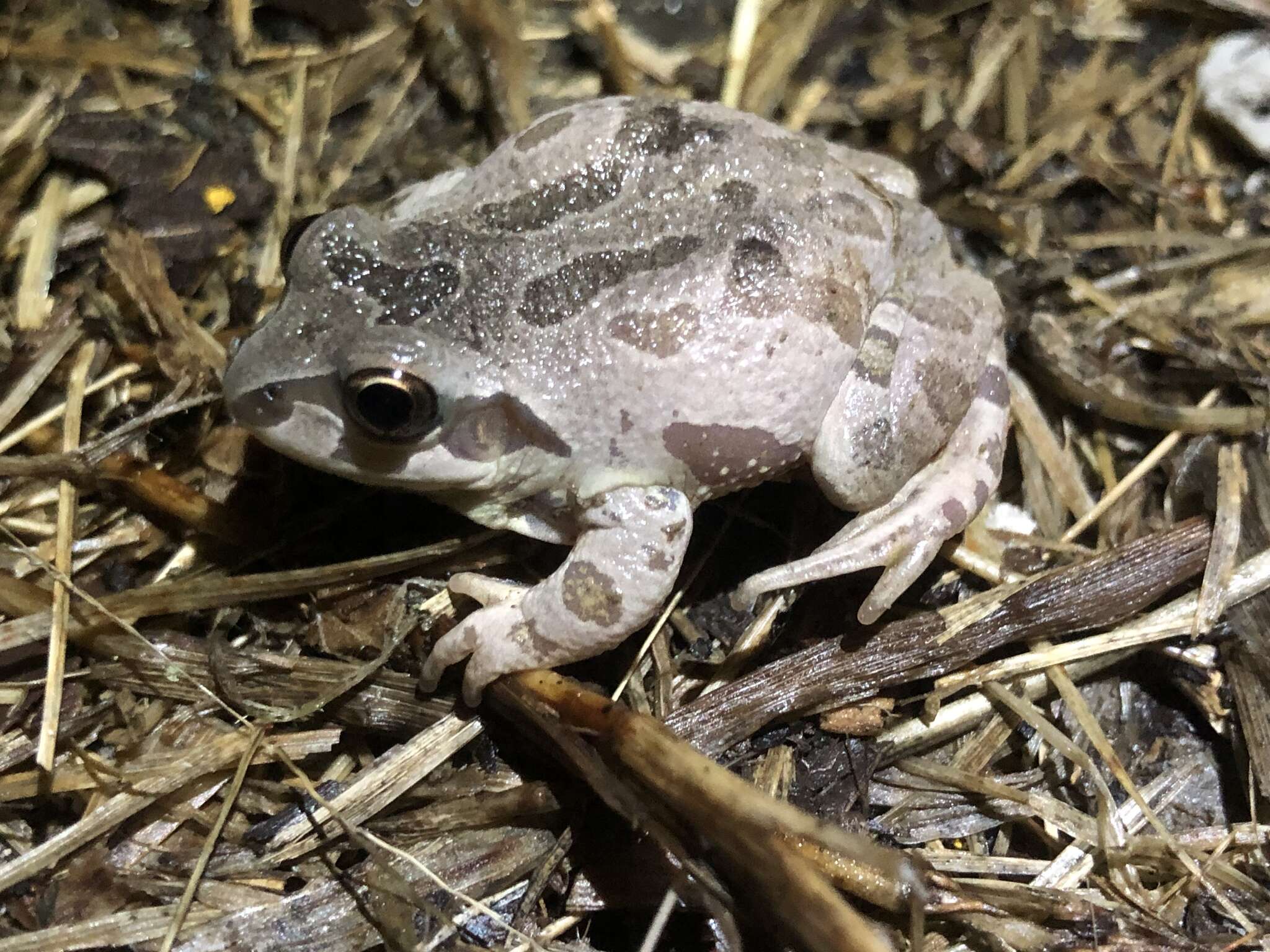 Image of Illinois chorus frog