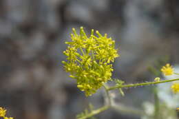 صورة Chaerophyllum coloratum L.