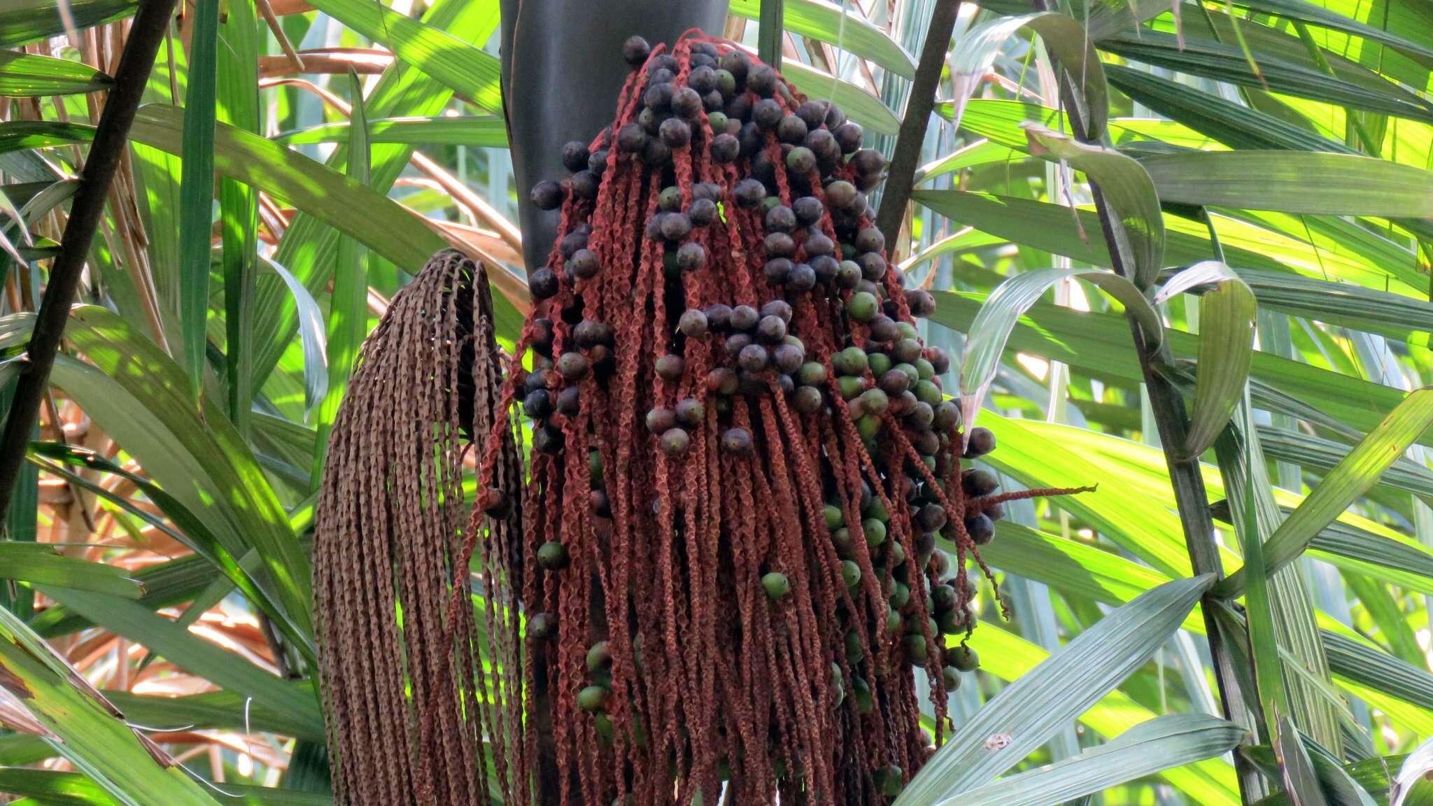 Image de Oenocarpus bacaba Mart.