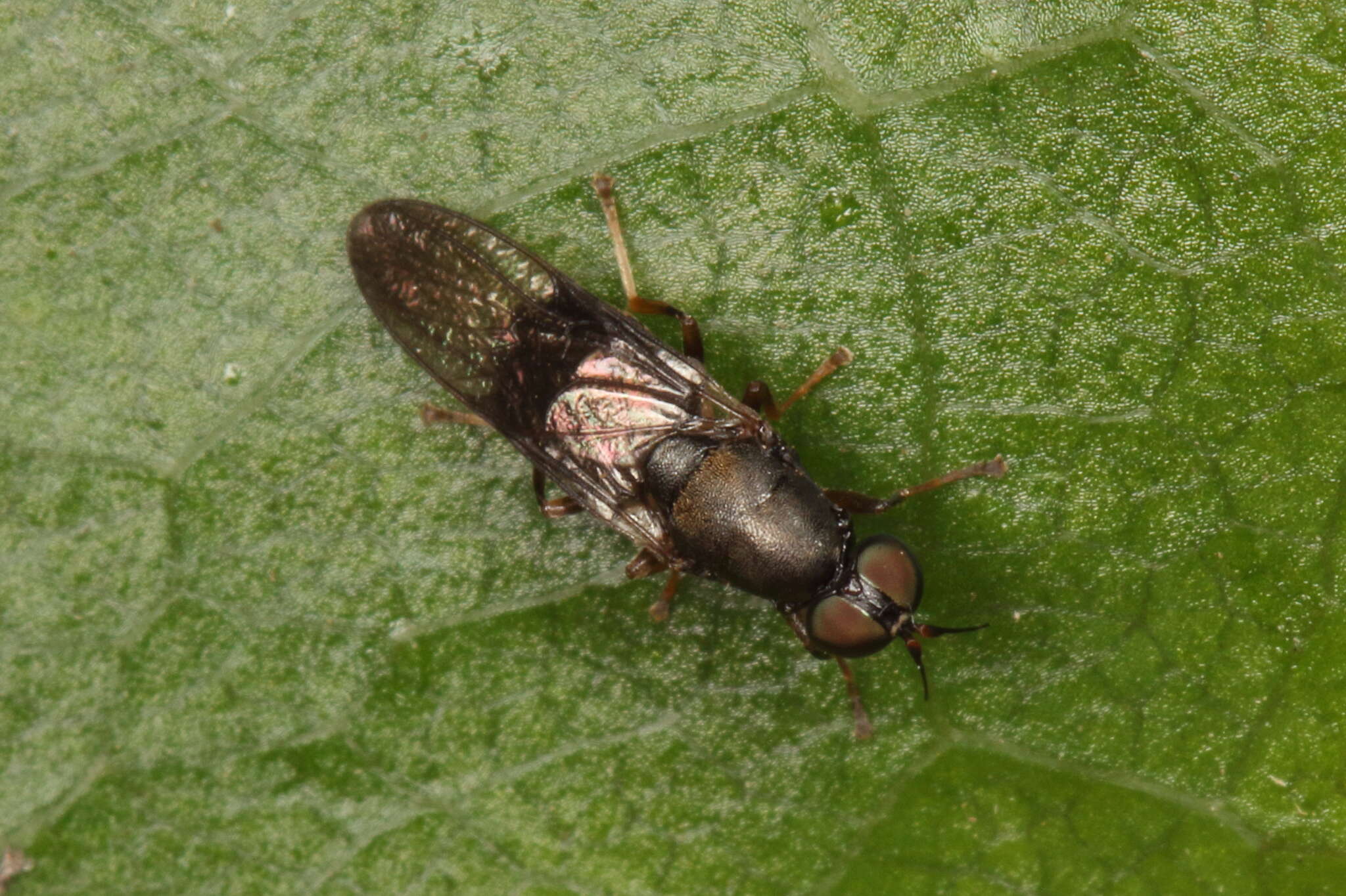 Image of Dysbiota peregrina (Hutton 1901)