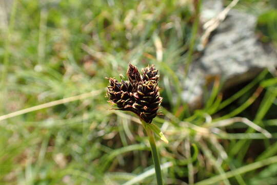 Image of Carex parviflora Host