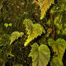 Image of Begonia segregata L. B. Sm. & B. G. Schub.