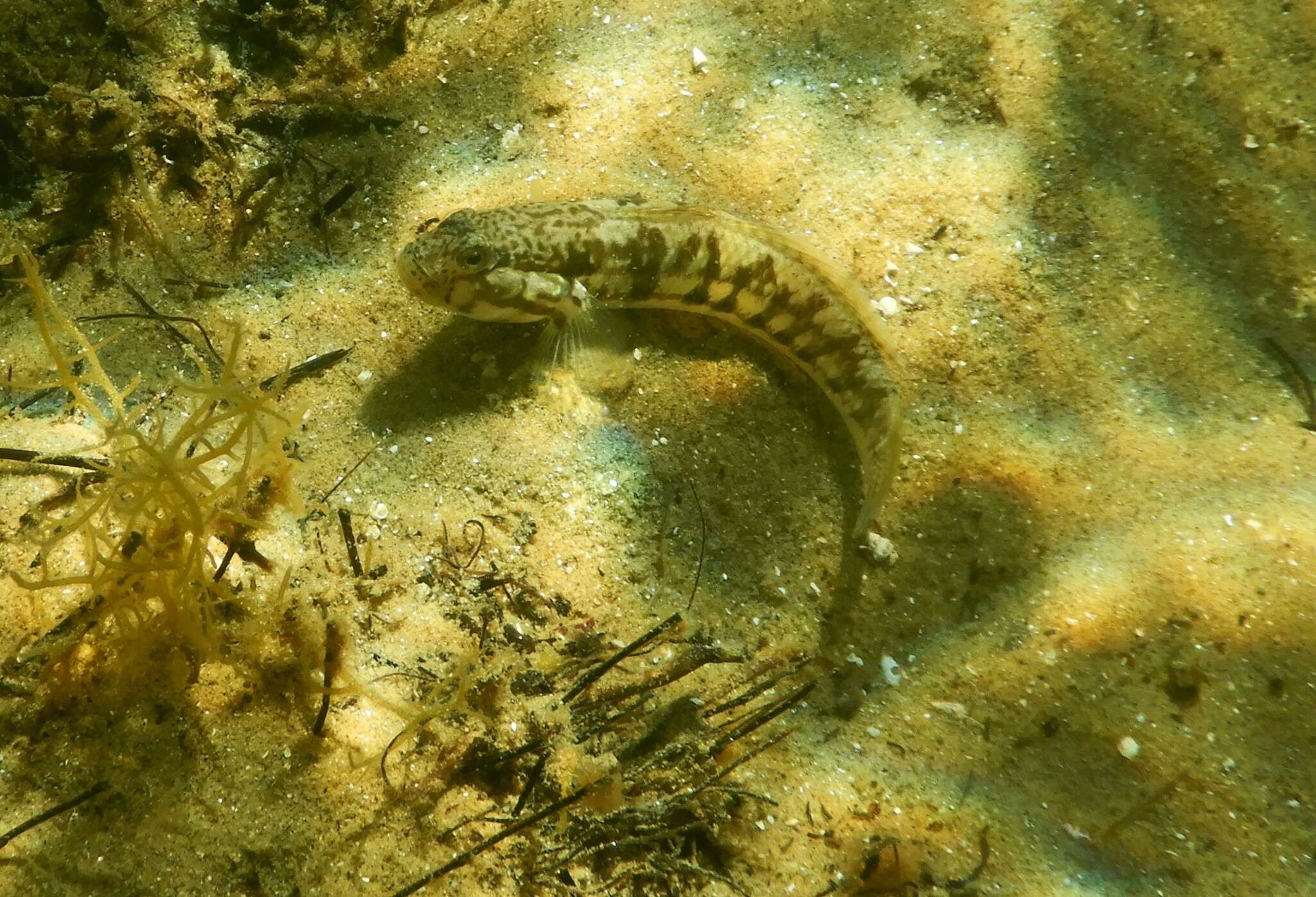 Image of Half-bridled goby