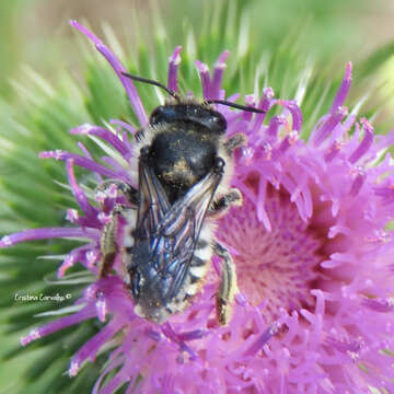 Image of Megachile octosignata Nylander 1852