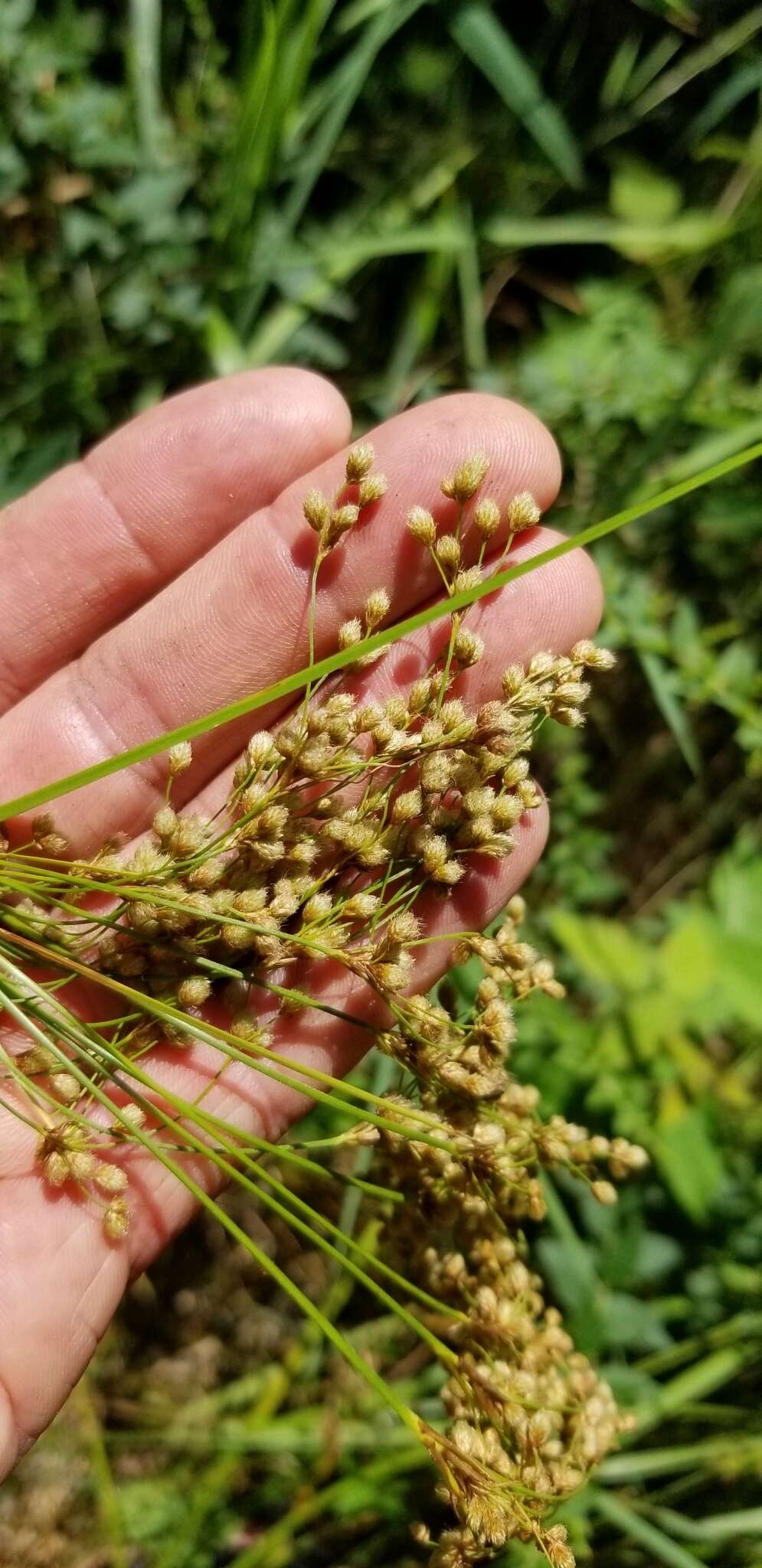 Image of Stalked Bulrush