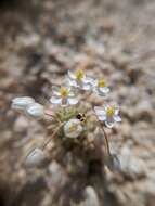 Image of White pygmy-poppy