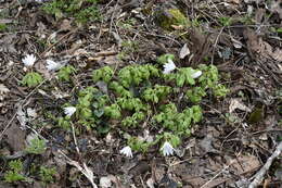 Image of Anemone raddeana Regel