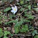 Anemone nikoensis Maxim. resmi