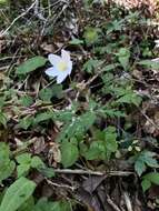 Слика од Anemone nikoensis Maxim.