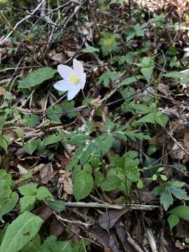 Imagem de Anemone nikoensis Maxim.