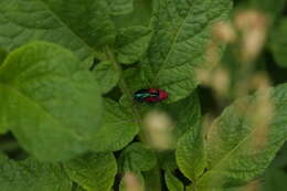 Image of metallic wood-boring beetle