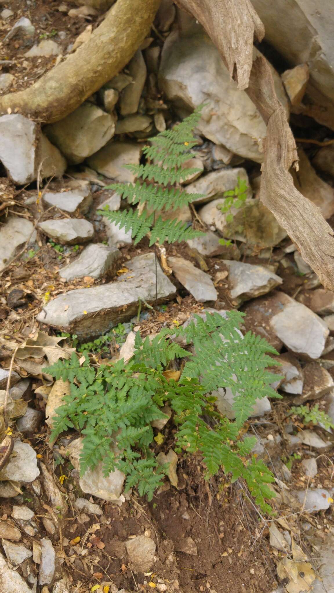 Plancia ëd Myriopteris aemula (Maxon) Grusz & Windham