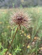 Image of grassland silverpuffs