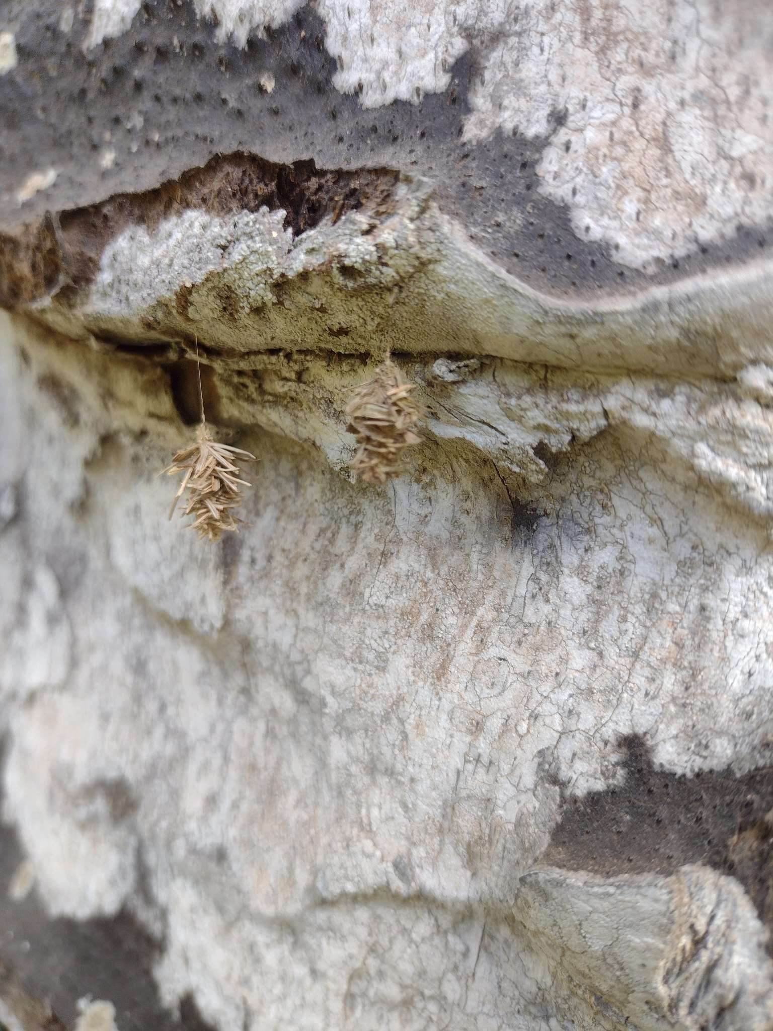 Image of Grass bagworm