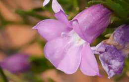 Image of Eremophila papillata Chinnock