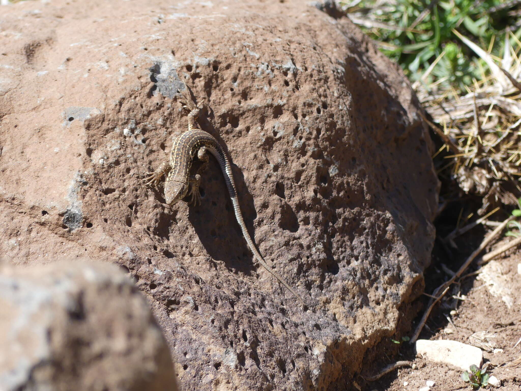 Imagem de Acanthodactylus erythrurus (Schinz 1833)