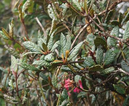 صورة Rhododendron rugosum Low ex Hook. fil.