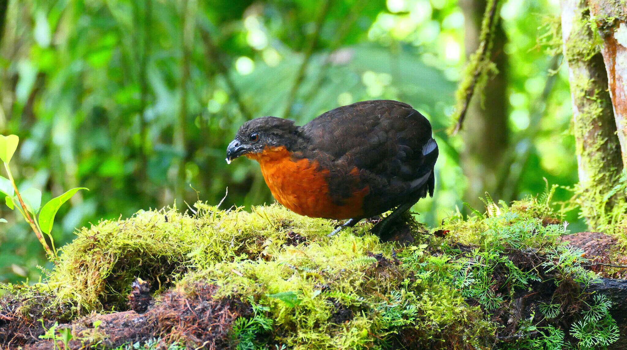 Image of Dark-backed Wood Quail