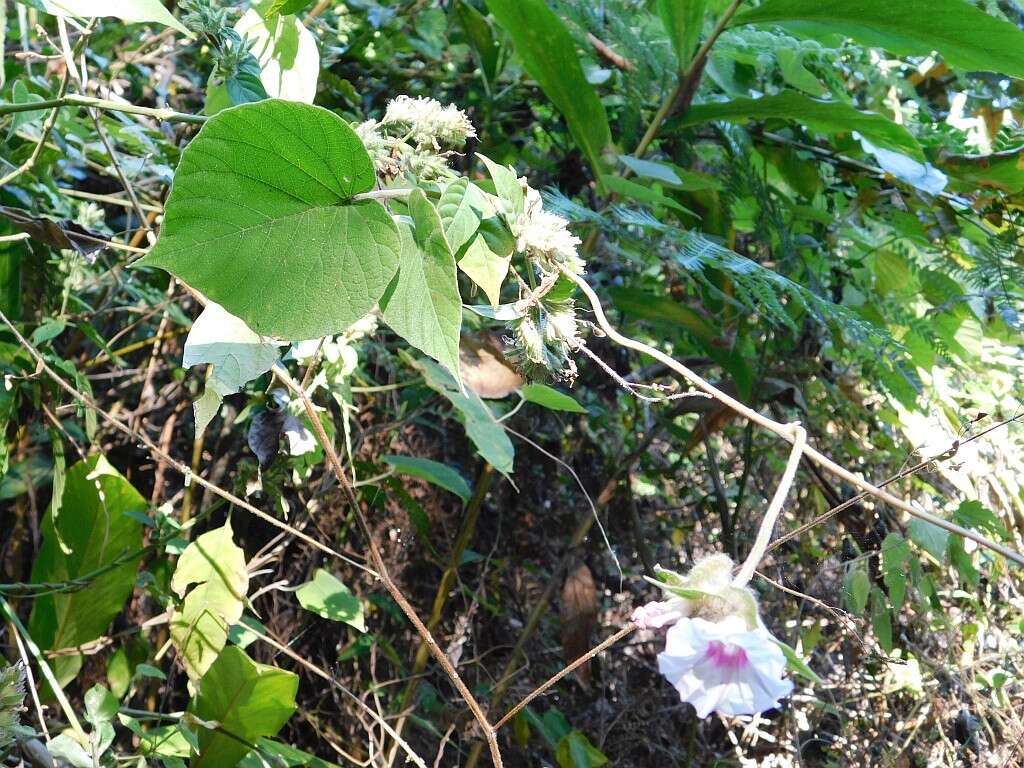 Image of Ipomoea involucrata Beauv.