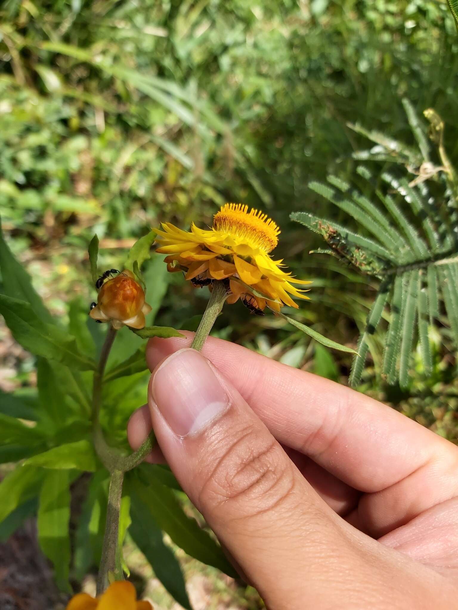 Plancia ëd Xerochrysum bracteatum (Vent.) Tzvelev