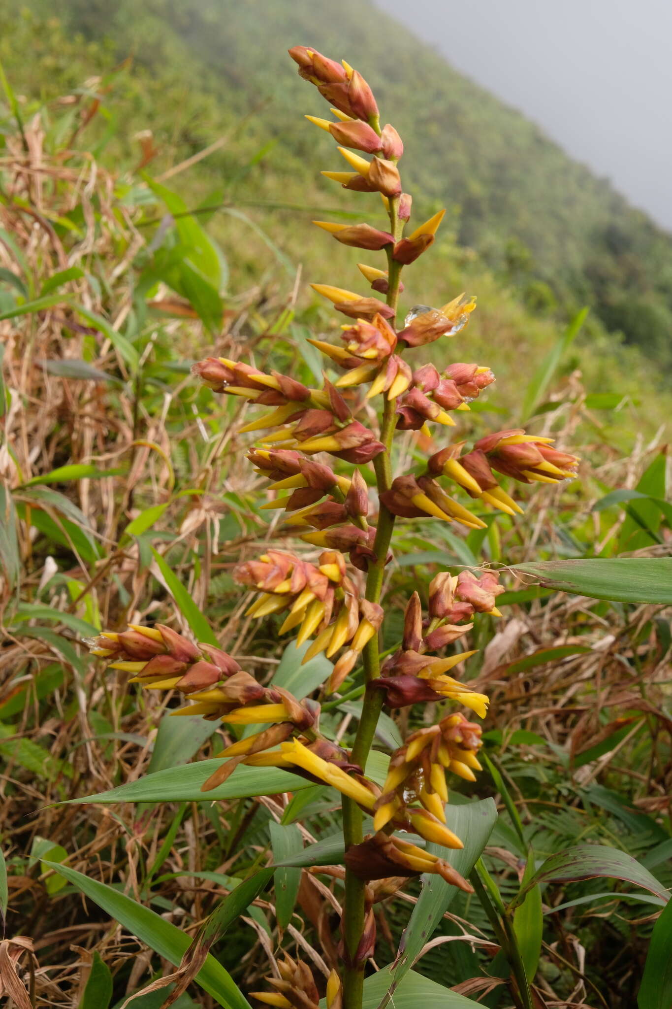 Image de Guzmania plumieri (Griseb.) Mez