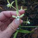 Image de Eulophia plantaginea (Thouars) Rolfe ex Hochr.