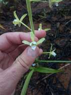 Image of Eulophia plantaginea (Thouars) Rolfe ex Hochr.