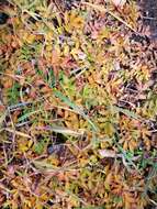 Image of Pacific silverweed