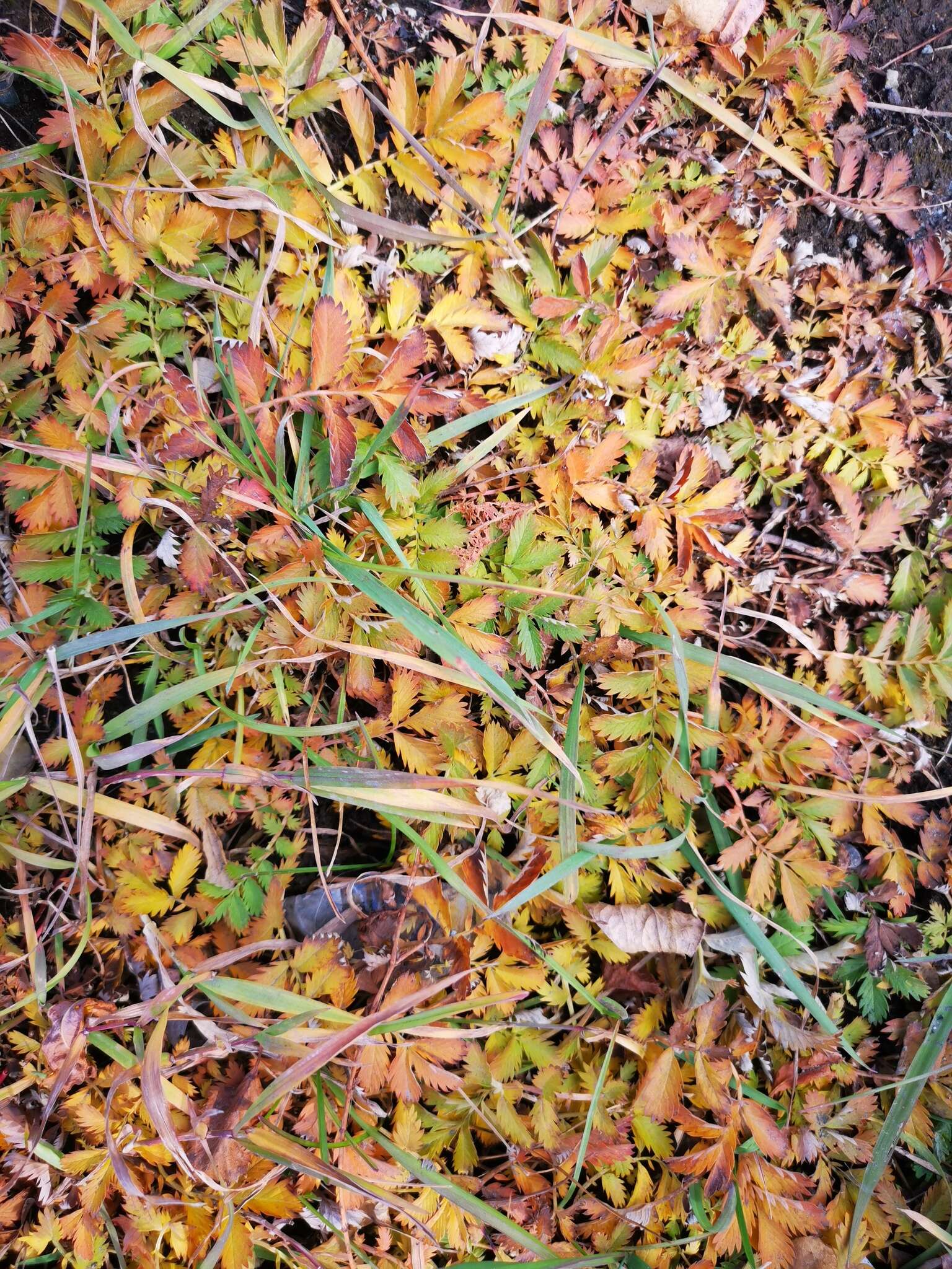 Image of Pacific silverweed