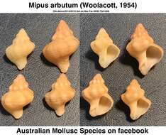 Mipus arbutum (Woolacott 1954)的圖片