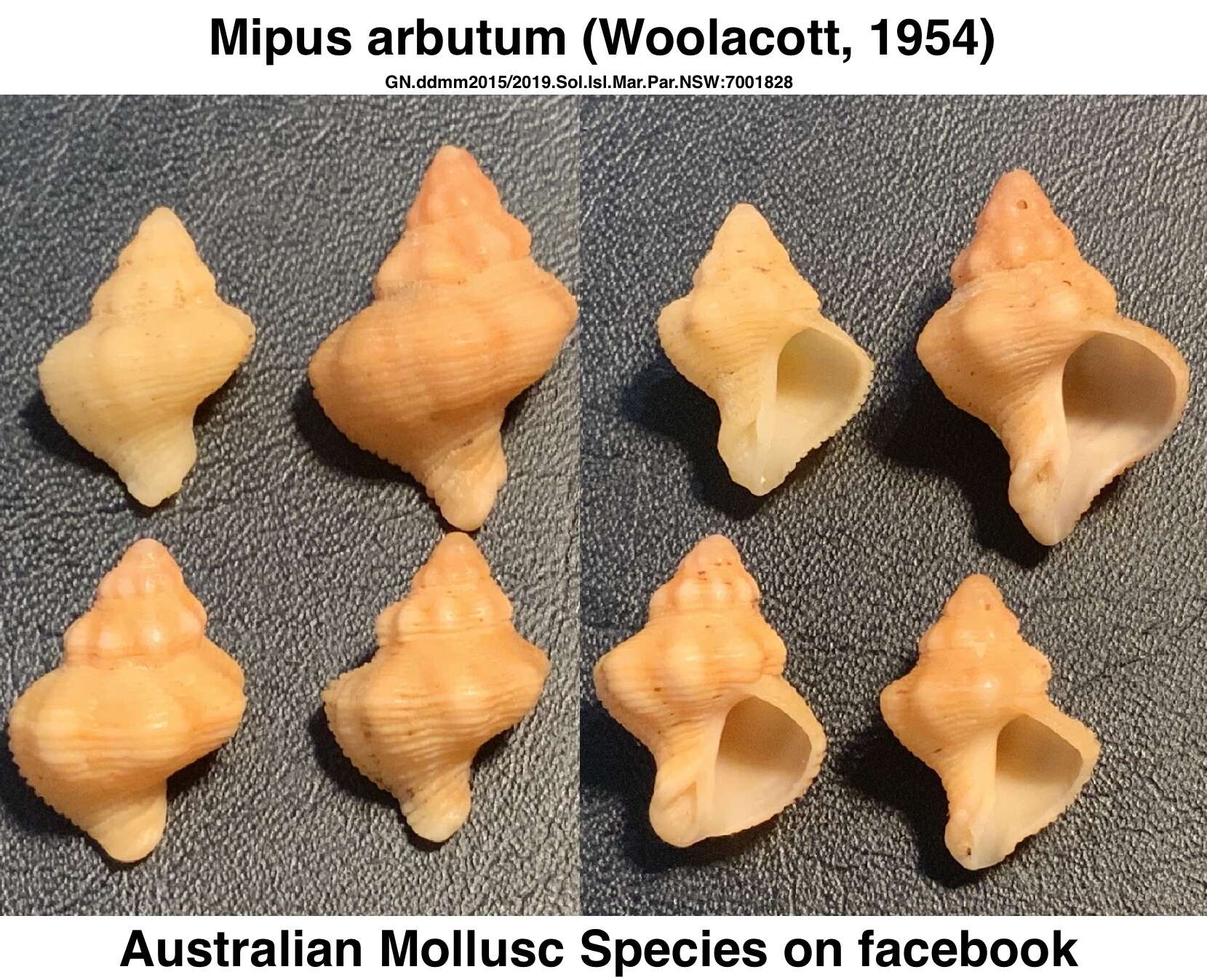 Imagem de Mipus arbutum (Woolacott 1954)