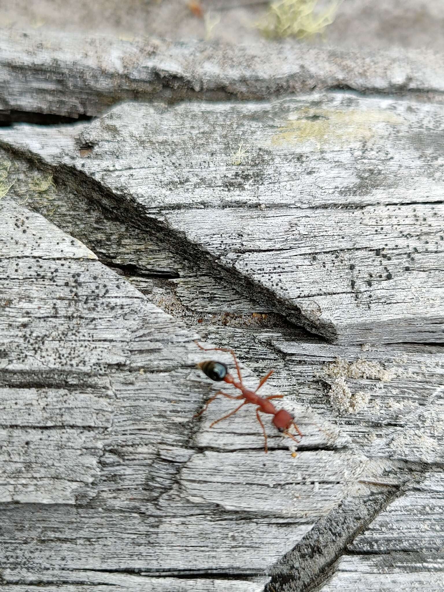 Image of Myrmecia analis Mayr 1862