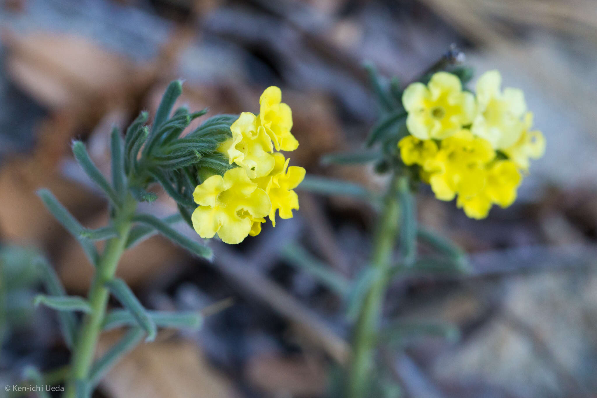 Plancia ëd Lithospermum cobrense Greene