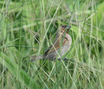 Imagem de Lonchura punctulata (Linnaeus 1758)