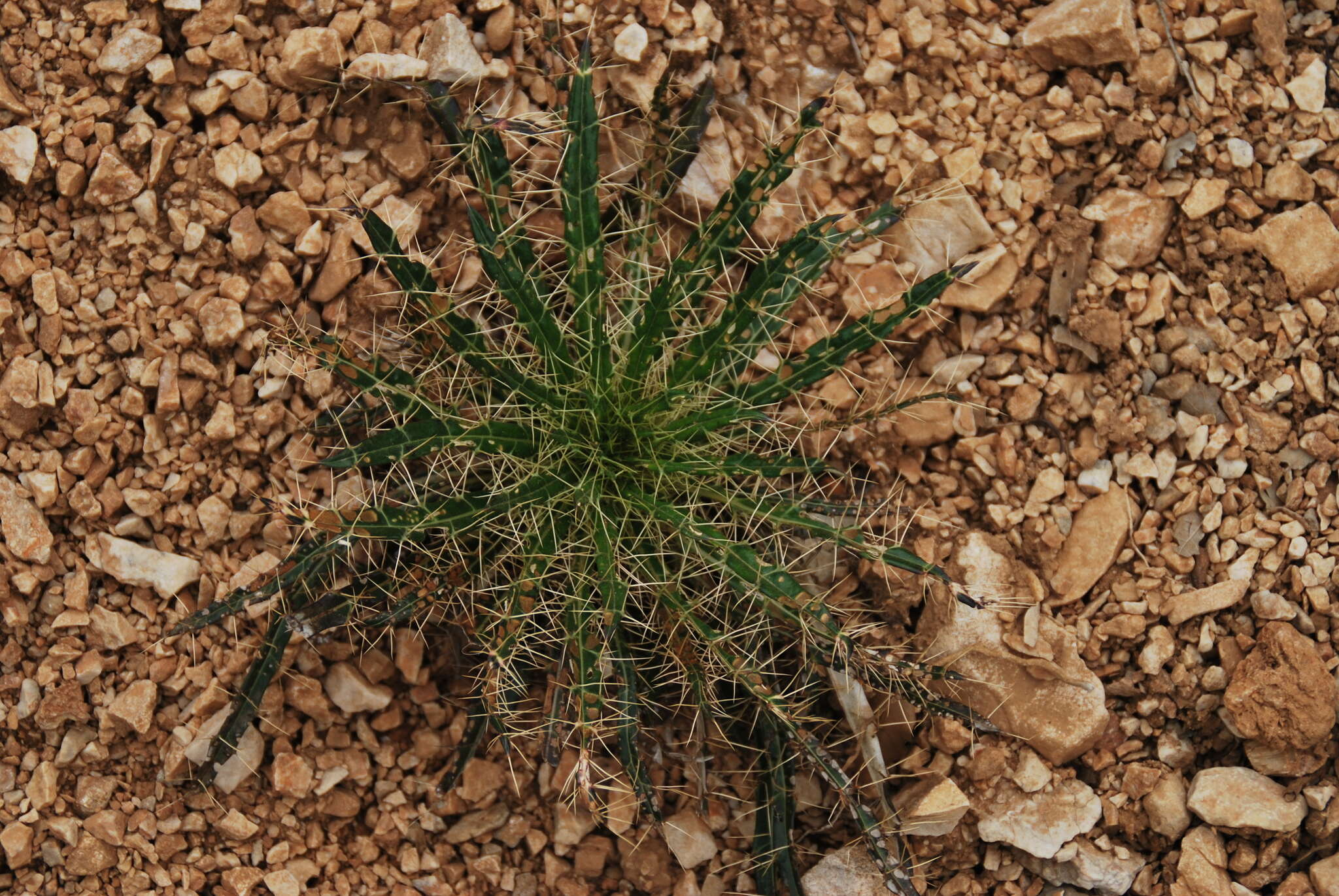 Image de Ptilostemon casabonae (L.) Greuter