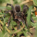 Image of Costa Rican Greenrump Tarantula