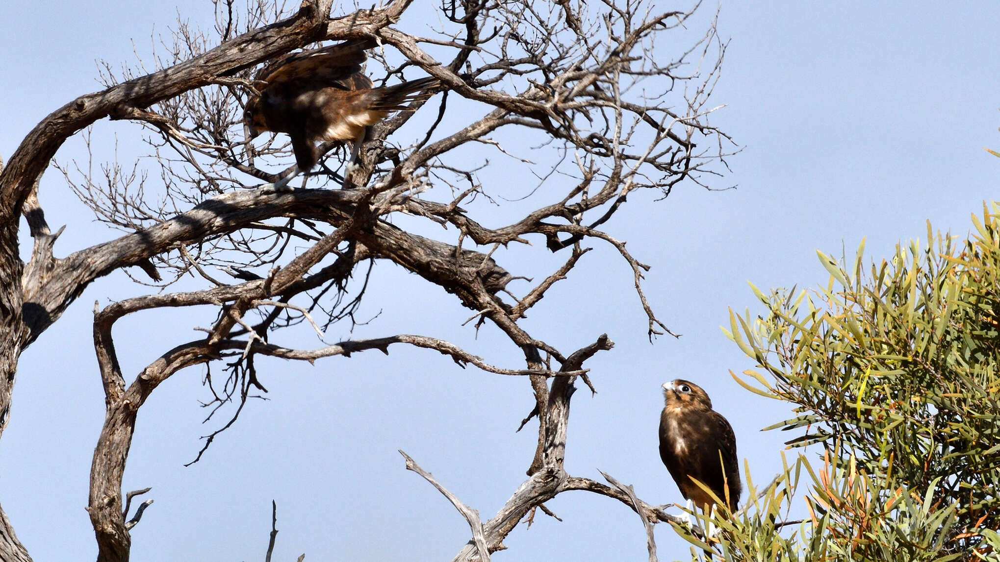 Image of Brown Falcon