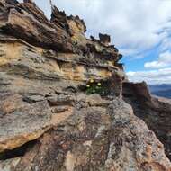 صورة Leucochrysum graminifolium (P. G. Wilson) P. G. Wilson