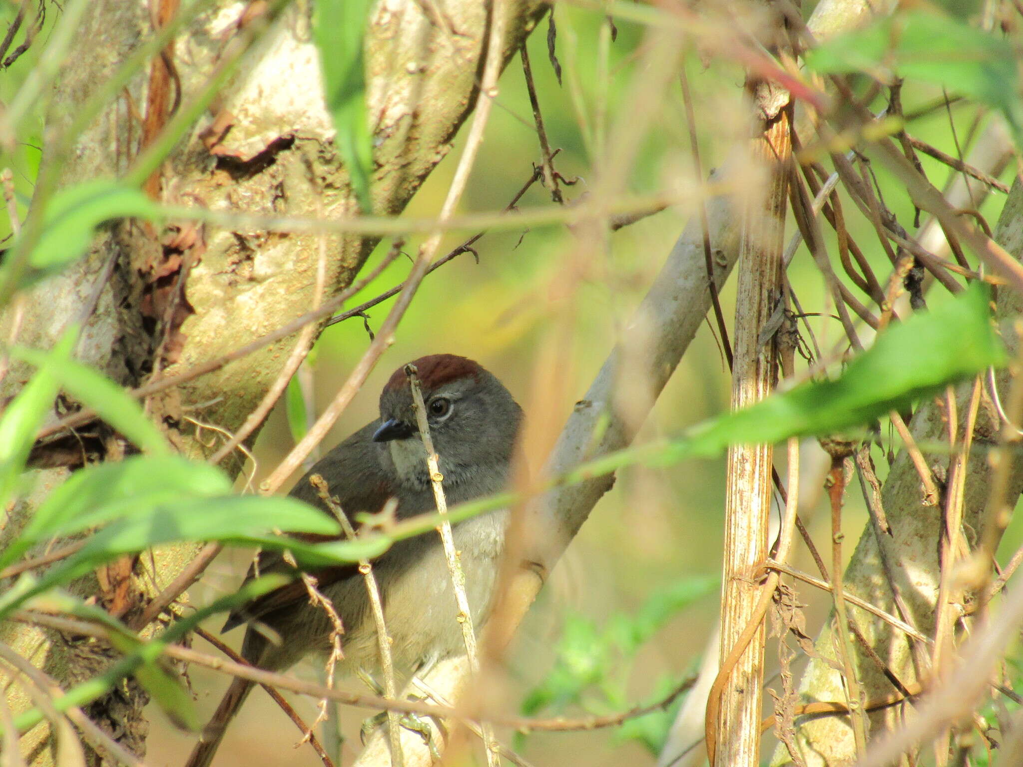 Image of Sooty-fronted Spinetail