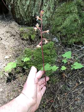 Image of summer coralroot