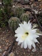 Image of Echinopsis bridgesii Salm-Dyck