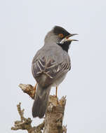 Image of Rüppell's Warbler